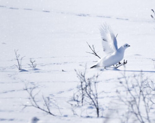 Ptarmigan hunt in Nuuk fiord