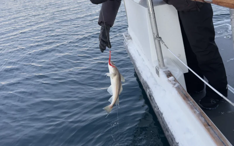Fishing Malik Marine