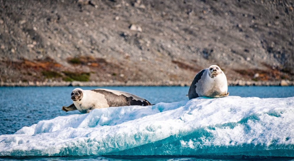 seals-on-iceberg